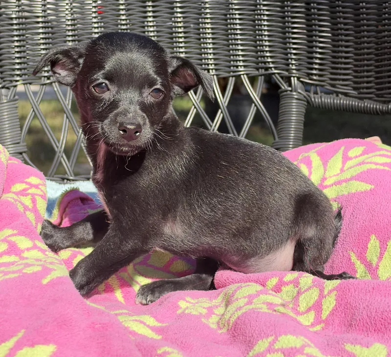 A baby small-sized female Black Mixed Breed dog named M Lynn for adoption in Mt Pleasant, SC