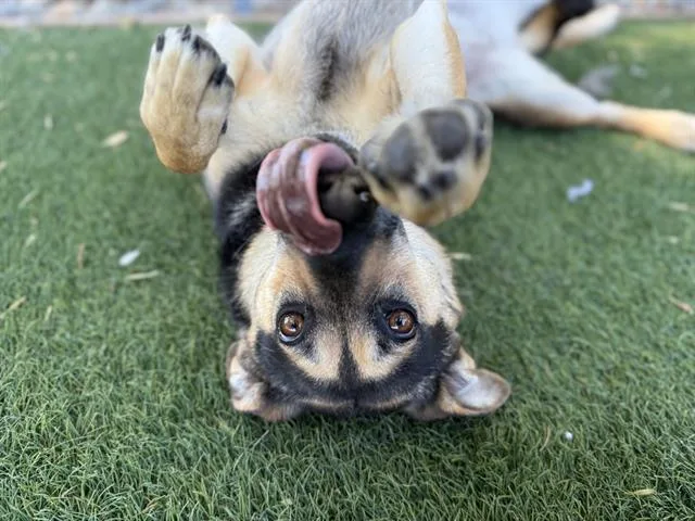 An adult medium-sized female German Shepherd Dog dog named Malika for adoption in Antioch, CA