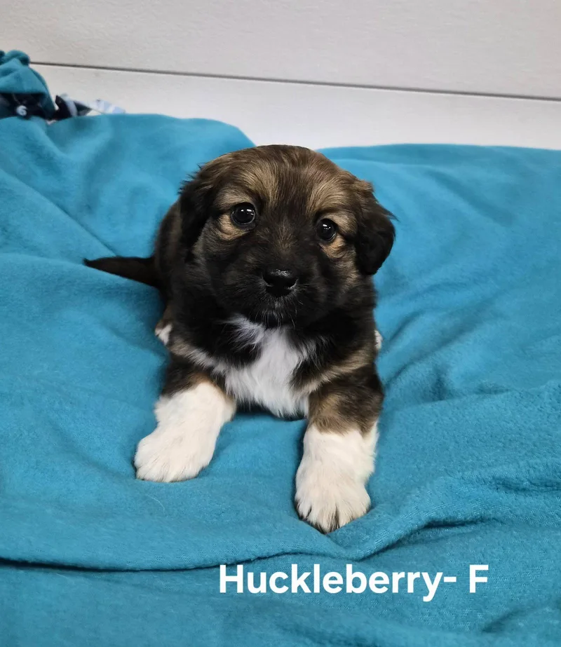 A baby medium-sized female Australian Shepherd dog named Huckleberry for adoption in Hillside, IL