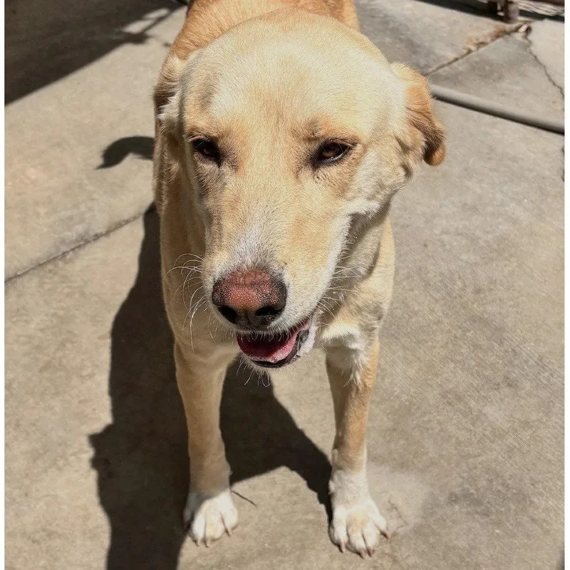 Maggie