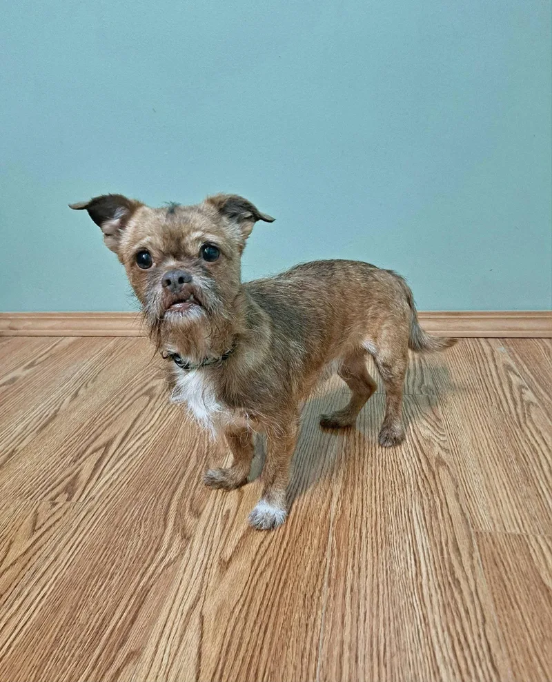 An adult small-sized male Brussels Griffon dog named Ollie for adoption in Fairmont, WV