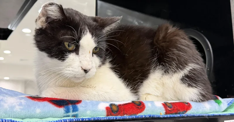 An adult medium-sized male Black & White / Tuxedo Domestic Short Hair cat named Kooku for adoption in Sherman, TX