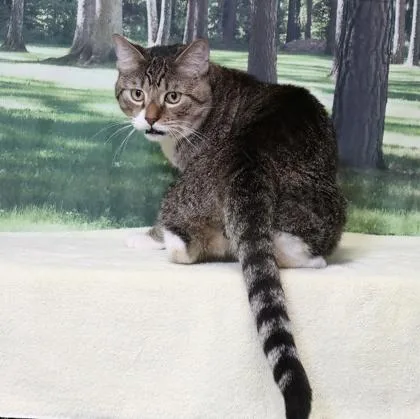 An adult medium-sized male Domestic Short Hair cat named Fane for adoption in West Chester, PA