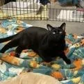 An adult large-sized female Black Domestic Short Hair cat named Chilli for adoption in Pasadena, CA