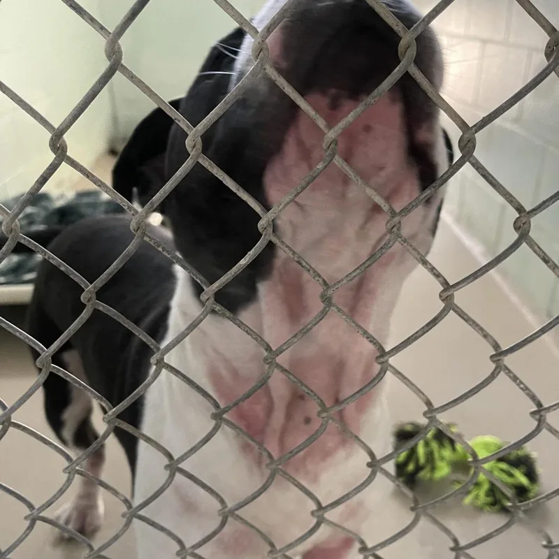 An adult large-sized male White / Cream Mixed Breed dog named Luther for adoption in Newark, NJ