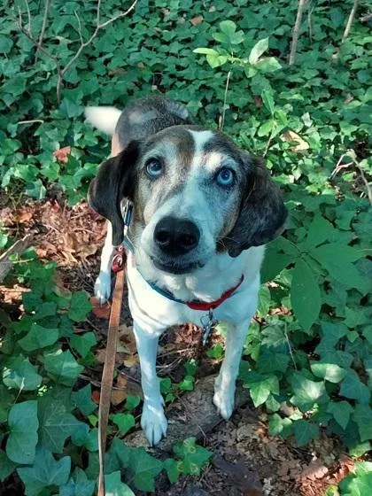 A senior medium-sized male Catahoula Leopard Dog dog named Foghorn for adoption in Atlanta, GA