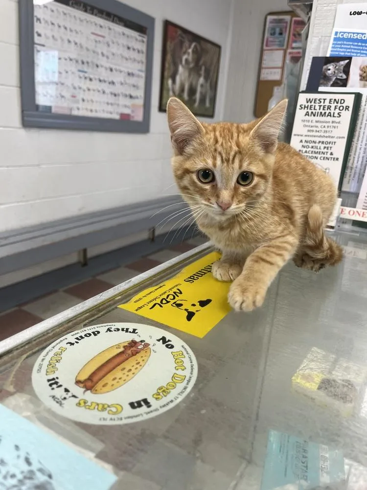 A young small-sized male Tabby (Orange / Red) Domestic Short Hair cat named Leland for adoption in Ontario, CA