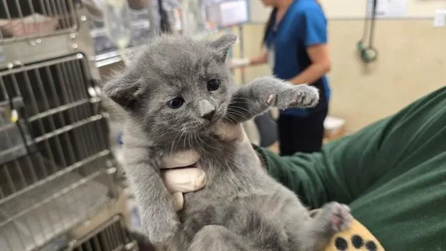 A baby small-sized male Domestic Short Hair cat named Rango for adoption in Riverside, CA