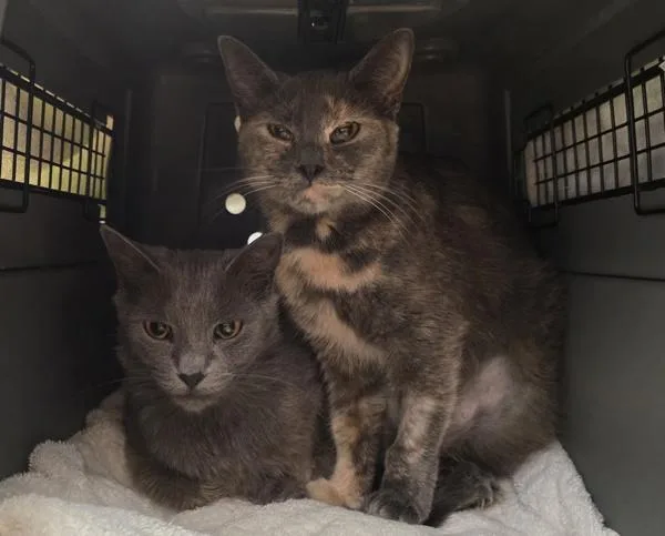 An adult medium-sized female Domestic Short Hair cat named Tempest Bonded W for adoption in Silverdale, WA
