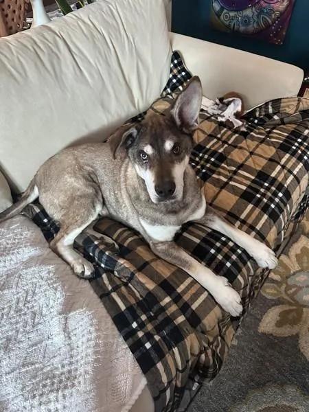 A senior large-sized male Siberian Husky dog named Flash for adoption in San Diego, CA