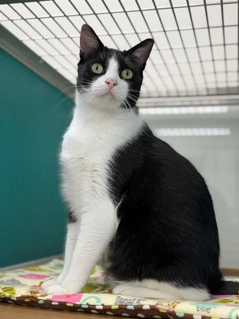 An adult medium-sized male Domestic Short Hair cat named Scratch for adoption in Naples, FL