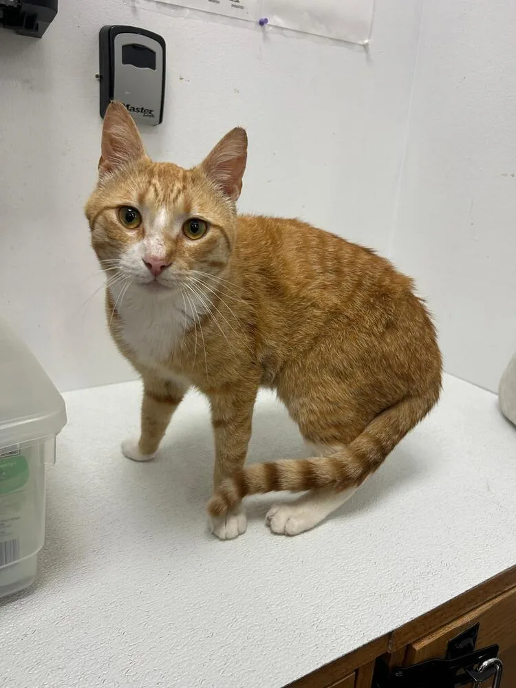An adult medium-sized male Orange & White Domestic Short Hair cat named Biscuit for adoption in Pittstown, NJ