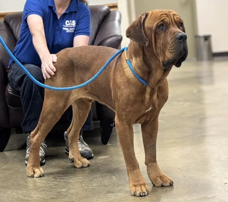 A young extra large-sized male Red / Chestnut / Orange Mastiff dog named Muffler Leo Mays for adoption in Collierville, TN