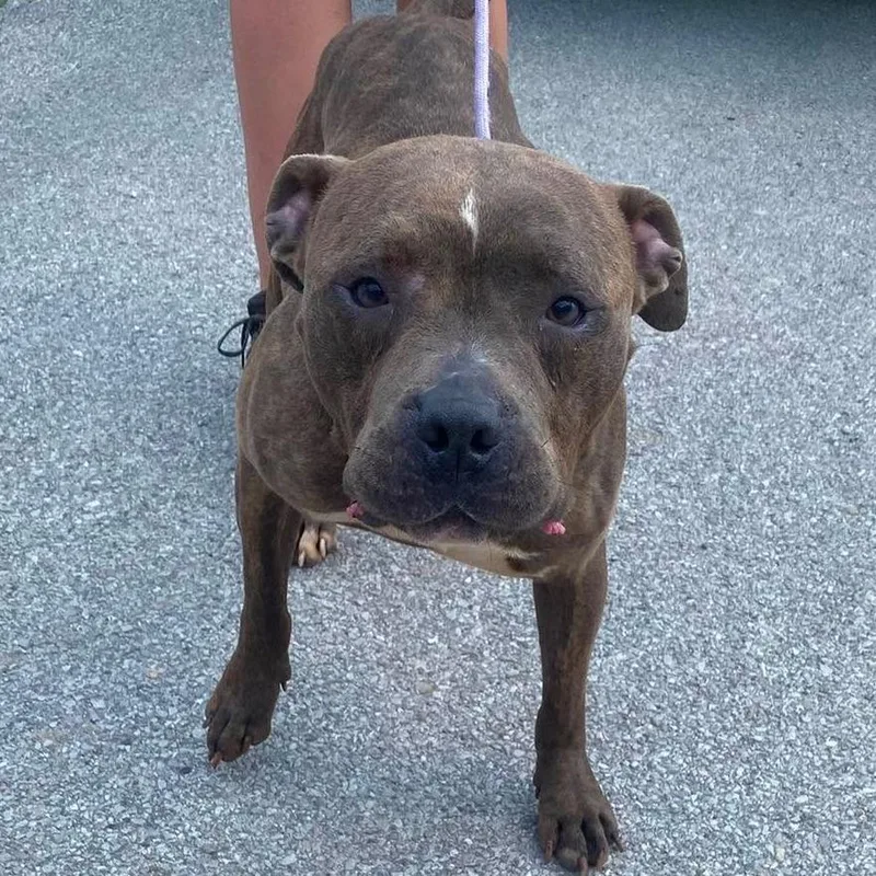 An adult medium-sized male Brindle Mixed Breed dog named Bullet aka Meech for adoption in Huntington, WV