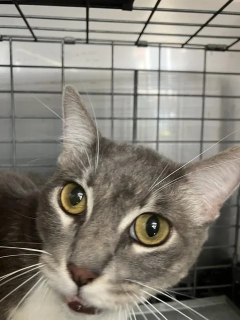 A young medium-sized female Domestic Short Hair cat named Valentina for adoption in Dallas, TX