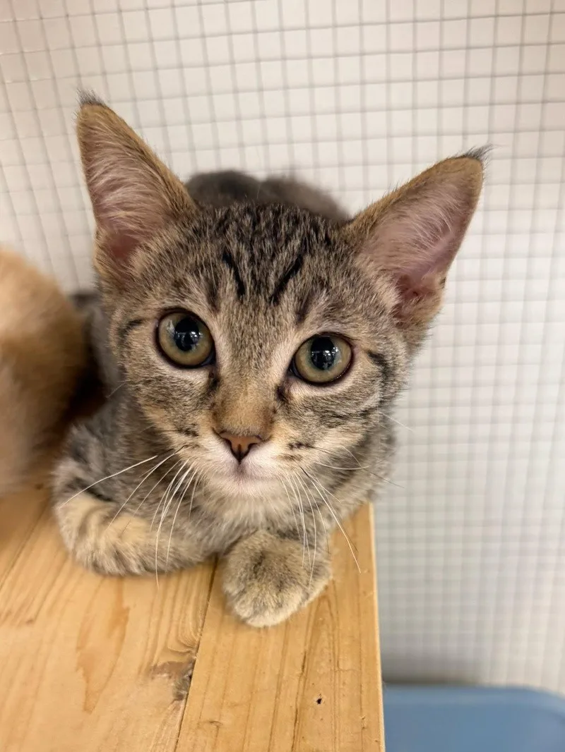 A baby small-sized male Domestic Short Hair cat named Mandarin for adoption in Mission Viejo, CA