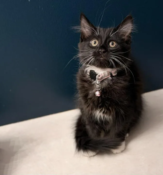 A baby medium-sized female Domestic Short Hair cat named Jolene for adoption in Minneapolis, MN