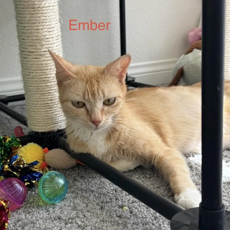 A young medium-sized female Orange / Red Domestic Short Hair cat named Ember for adoption in Las Vegas, NV