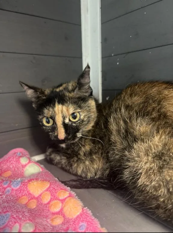 An adult medium-sized female Tortoiseshell Domestic Short Hair cat named India for adoption in Chicago, IL