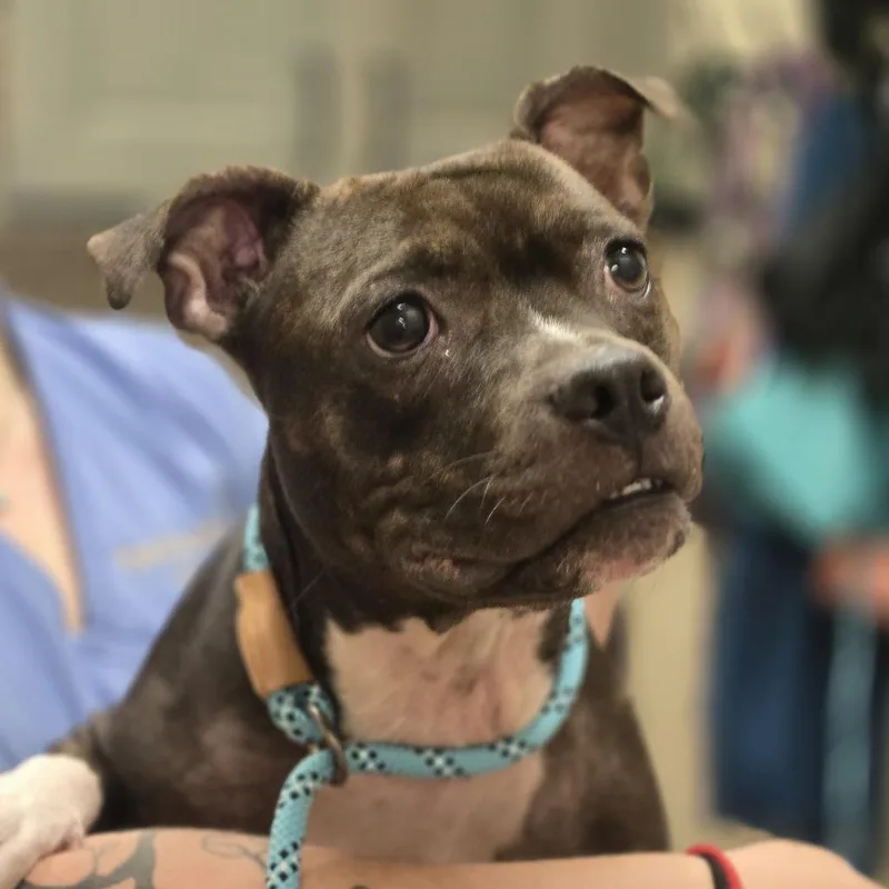A young medium-sized female Brown / Chocolate Pit Bull Terrier dog named Krystal for adoption in Wickenburg, AZ