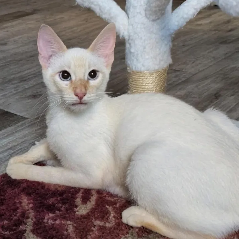 A young medium-sized male Flame Point Domestic Short Hair cat named Sparky for adoption in Flower Mound, TX