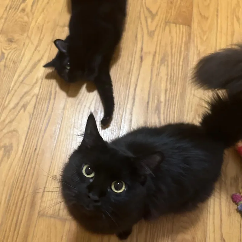 Tiramisu & Jojo  thumbnail 2