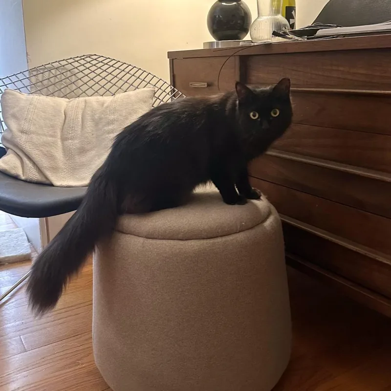 Tiramisu & Jojo  thumbnail 3