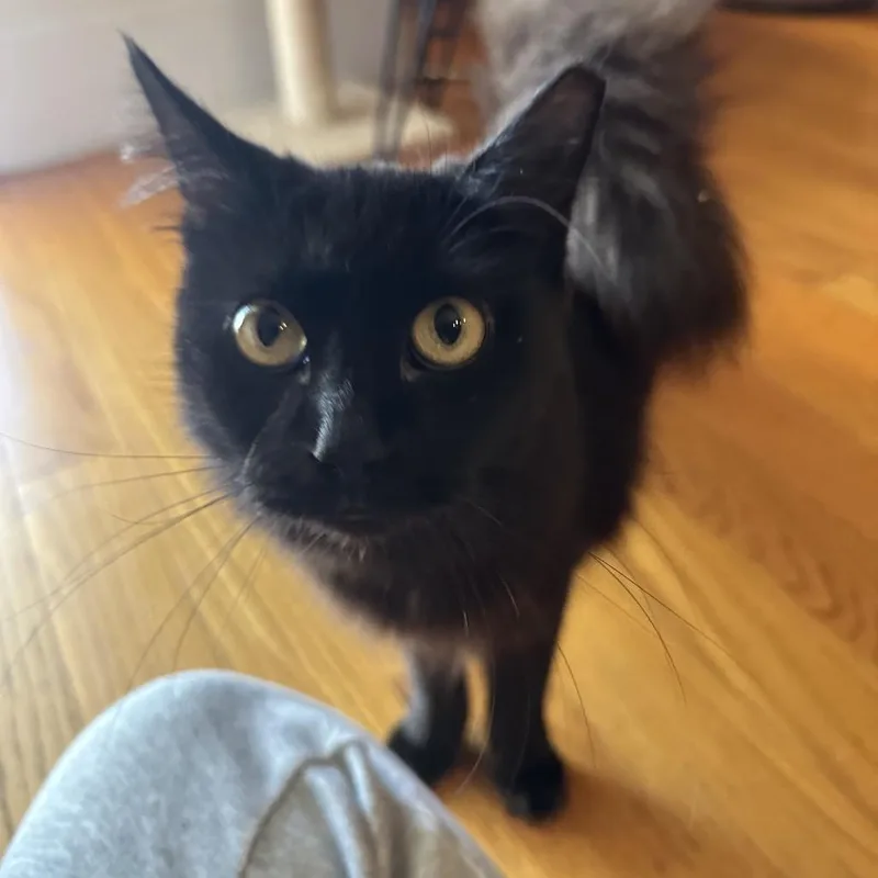 Tiramisu & Jojo  thumbnail 4