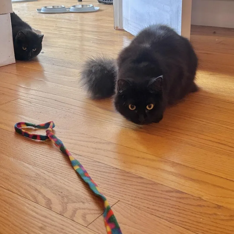 Tiramisu & Jojo  thumbnail 5