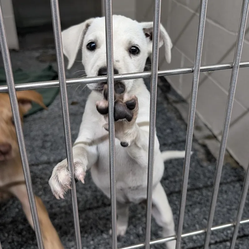 A baby medium-sized female White / Cream Labrador Retriever dog named Charli Xcx for adoption in Buchanan Dam, TX