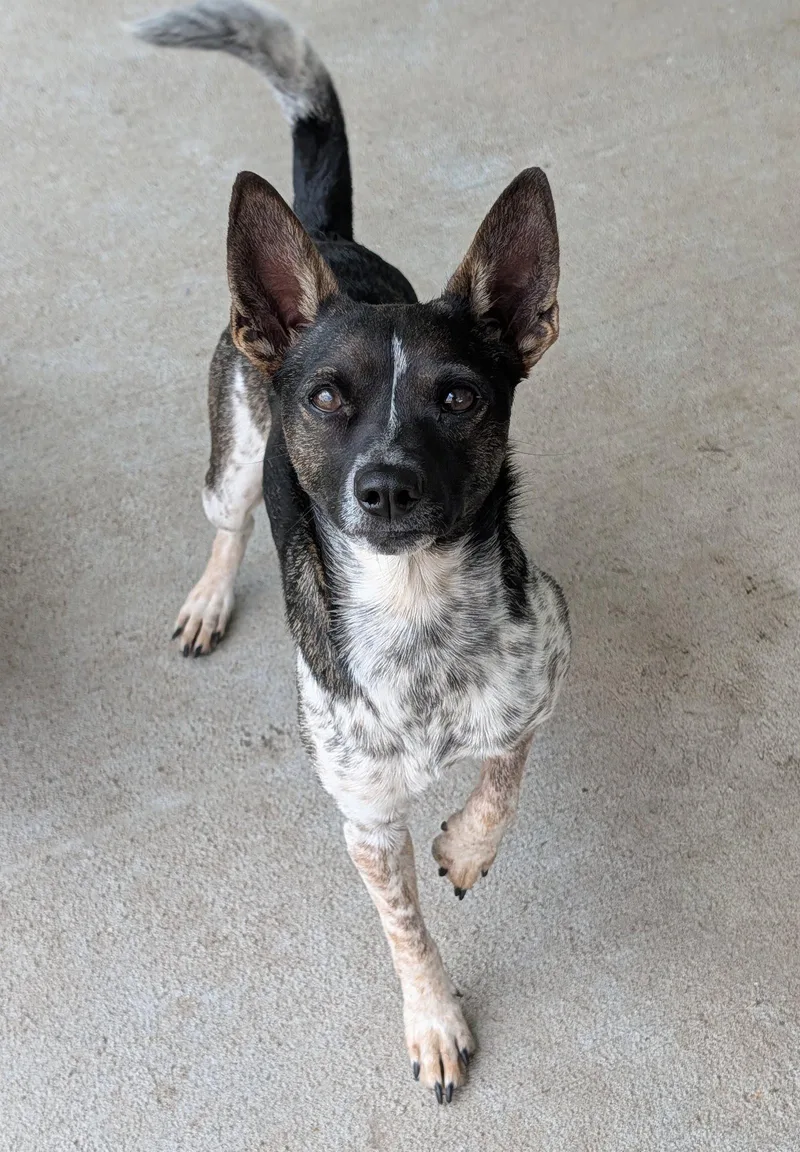 An adult small-sized male Rat Terrier dog named Diego Little Love for adoption in Oakhurst, NJ