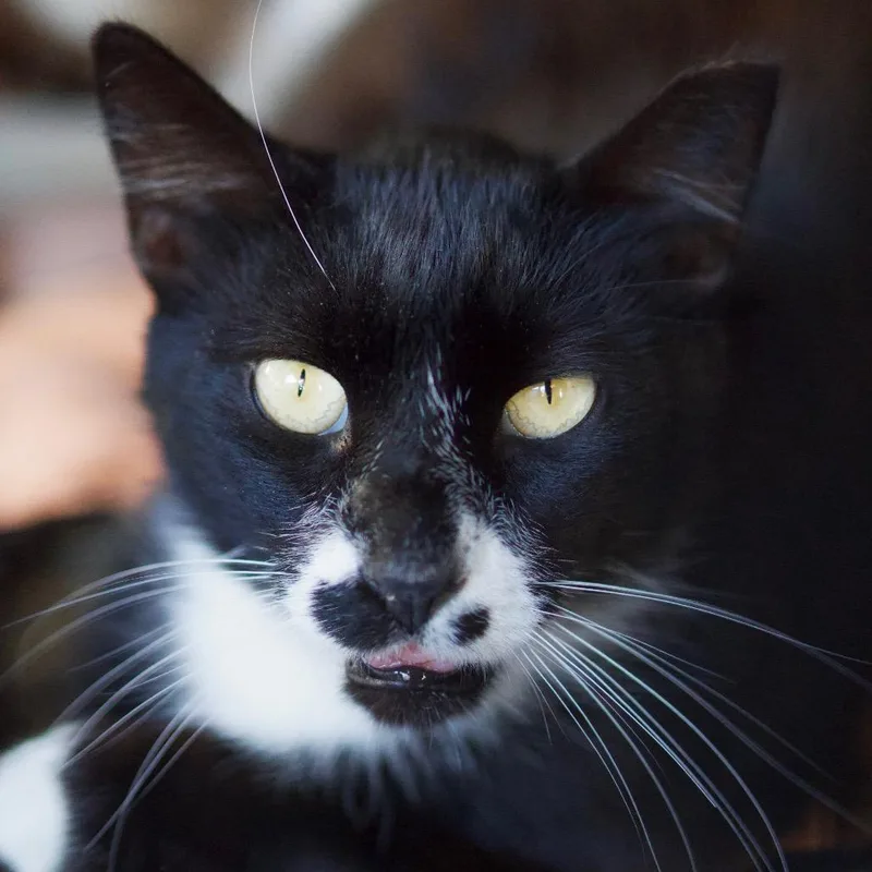An adult small-sized male Black Domestic Short Hair cat named Draco for adoption in Pacific Palisades, CA