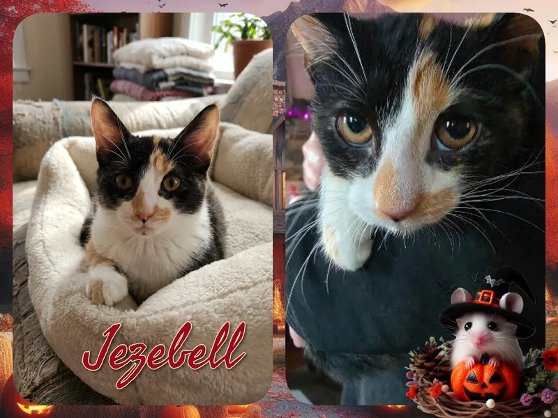 A baby medium-sized female Domestic Short Hair cat named Jezebell for adoption in Corinth, NY
