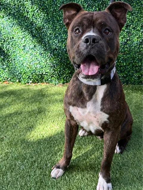 A young large-sized male Terrier dog named Hubba Bubba for adoption in Naples, FL