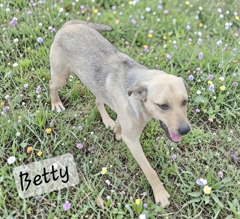 A young medium-sized female Shepherd dog named Betty for adoption in Manchester, CT