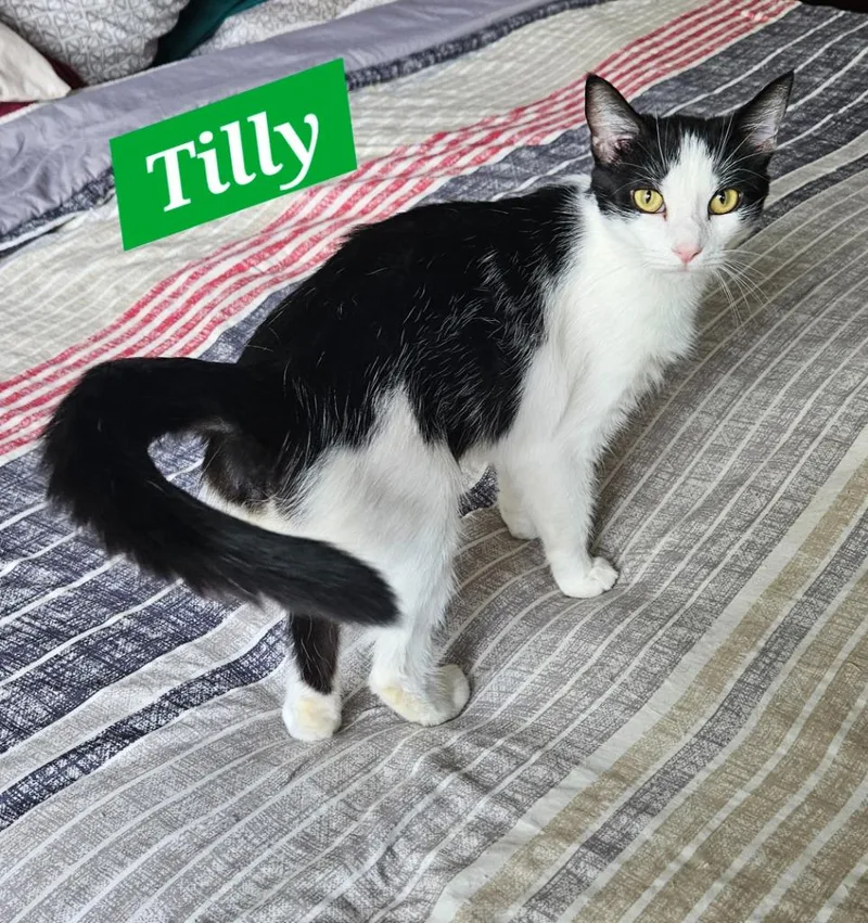 Tilly thumbnail 2