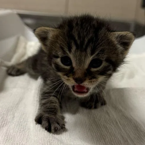 A baby medium-sized male Gray / Blue / Silver Domestic Short Hair cat named Roscoe for adoption in Chicago, IL