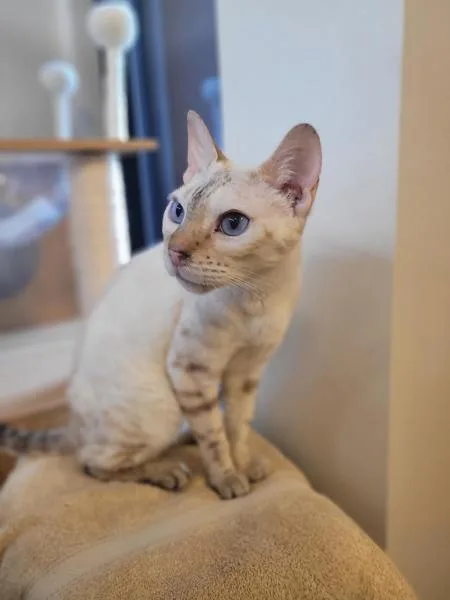 An adult medium-sized female Bengal cat named Zelda for adoption in El Cajon, CA