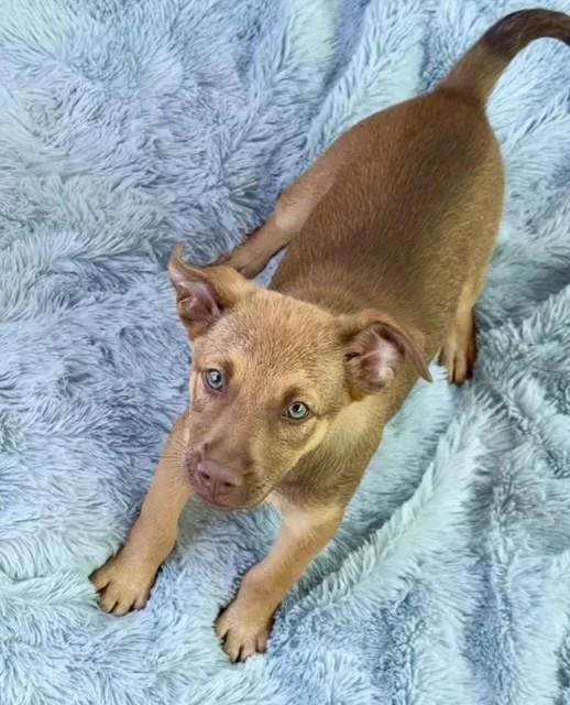 A baby medium-sized female Terrier dog named Pipper for adoption in Homestead, FL