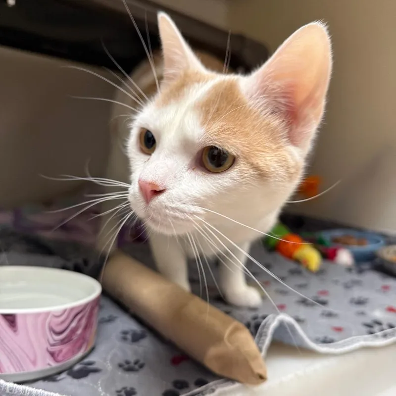 Mickey Mousalina thumbnail 2