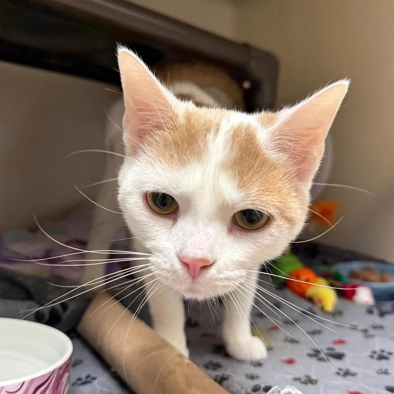 Mickey Mousalina thumbnail 3