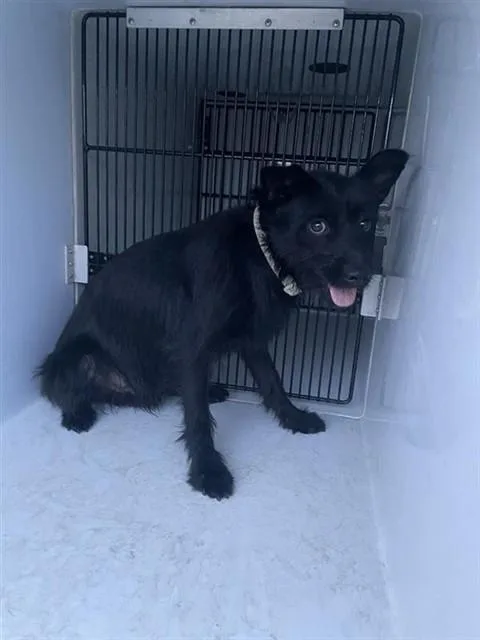 A young medium-sized male Scottish Terrier dog named A for adoption in Houston, TX