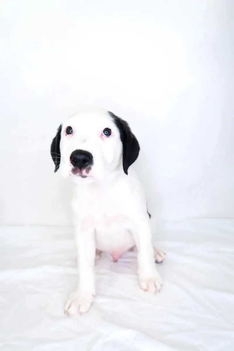 A baby medium-sized male White / Cream Shepherd dog named Garrett Graham for adoption in Bixby, OK