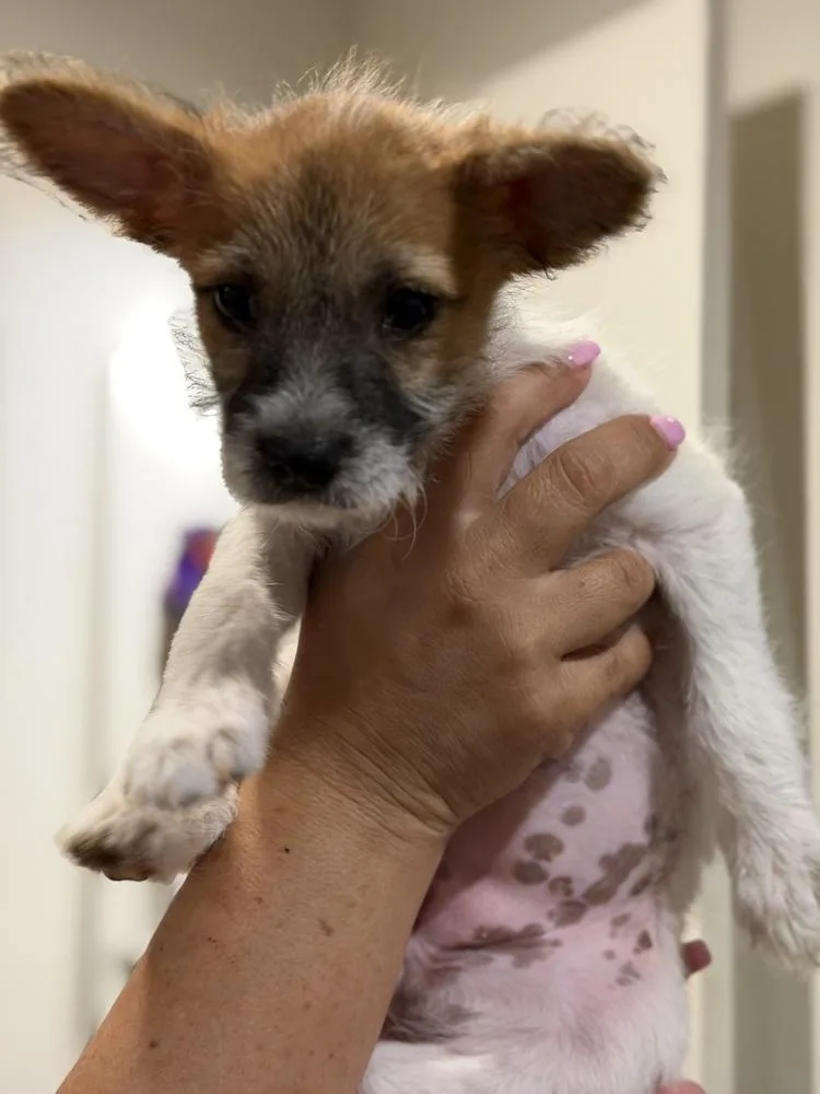 Bella thumbnail 3