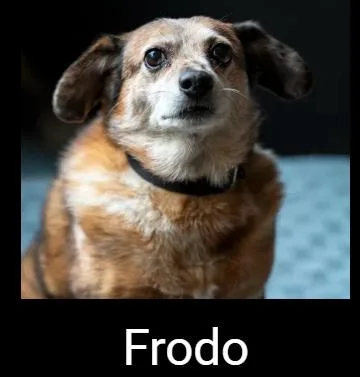 A senior small-sized male Golden Terrier dog named Frodo for adoption in Lafayette, CA