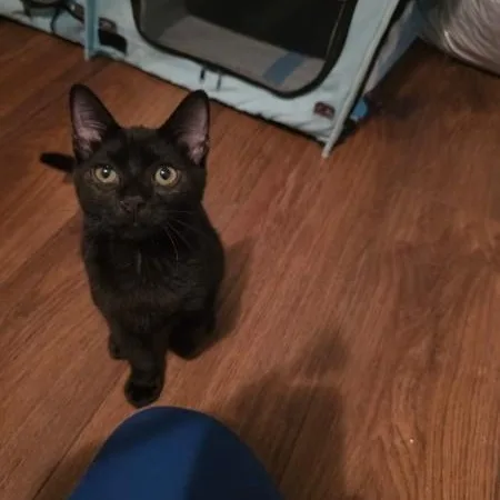A baby medium-sized male Domestic Short Hair cat named Baby Soot for adoption in Wilmington, NC