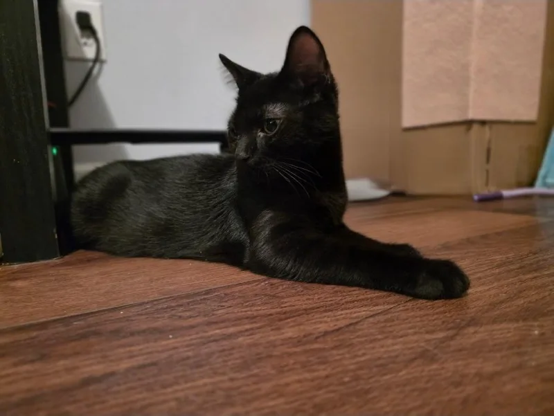 Baby Soot thumbnail 2