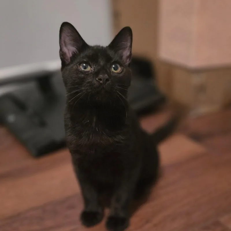 Baby Soot thumbnail 3