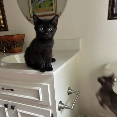 Baby Soot thumbnail 4