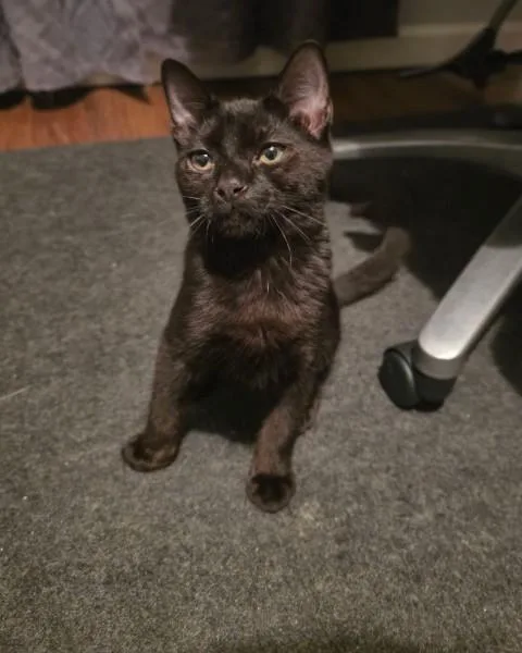 Baby Soot thumbnail 5